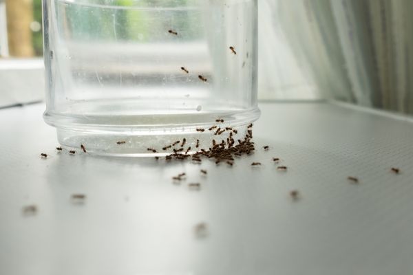 Ants Extermination Service