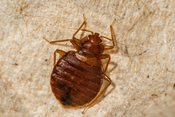 Bed Bug Inspection Service