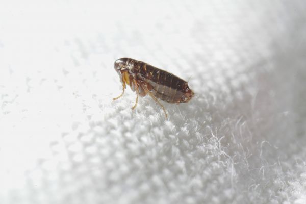 Flea Control Service