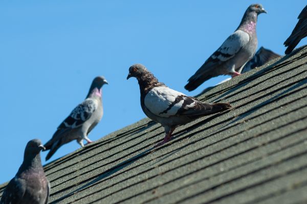 House Birds Removal