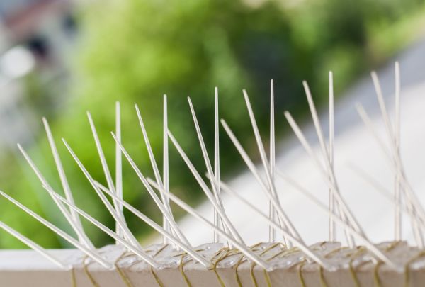 Pigeon Spikes Installation