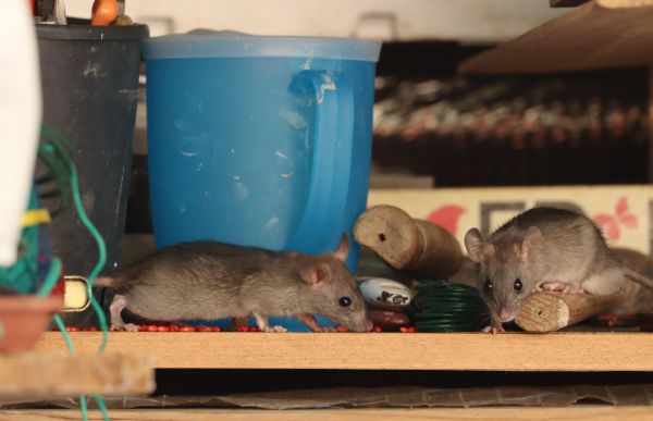 Rodent Infestation Service