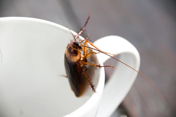 Roach Extermination