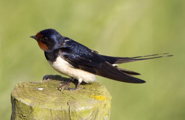 Swallow Removal