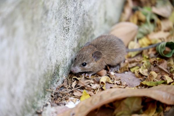 Rat And Mice Removal