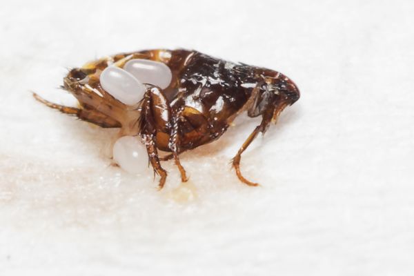 Flea Removal Service