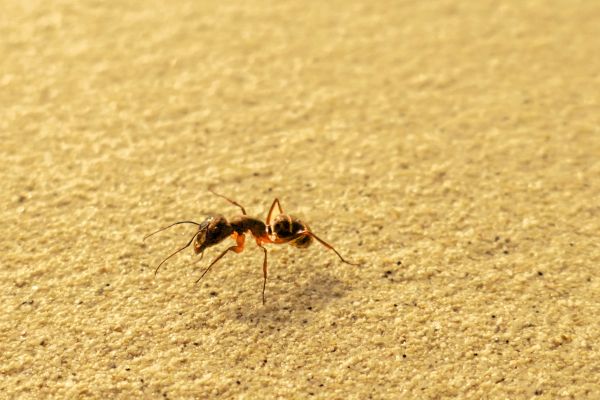 Sugar Ant Elimination