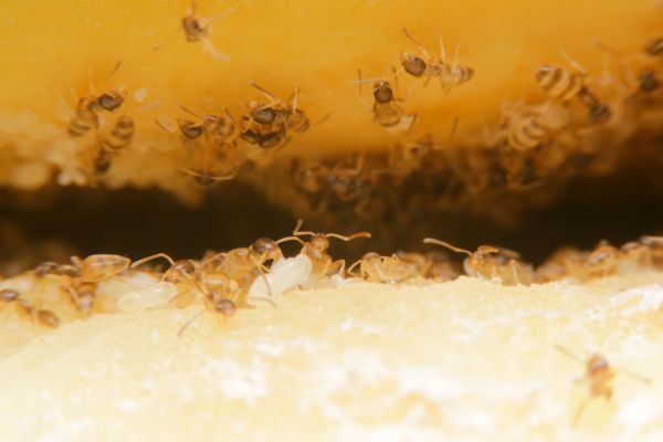 Sugar Ant Control