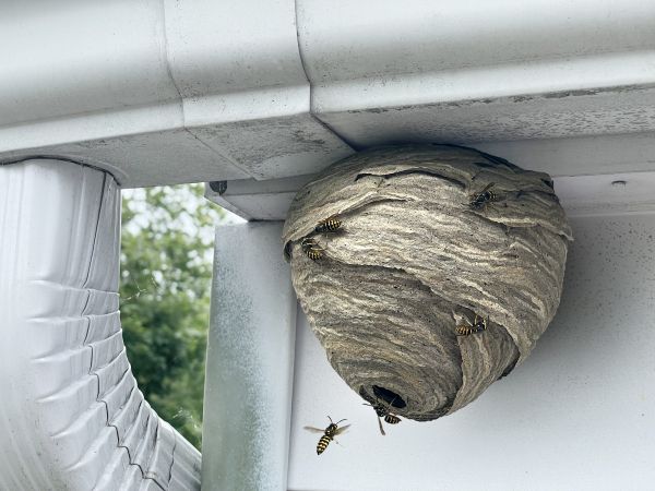 Paper Wasp Control