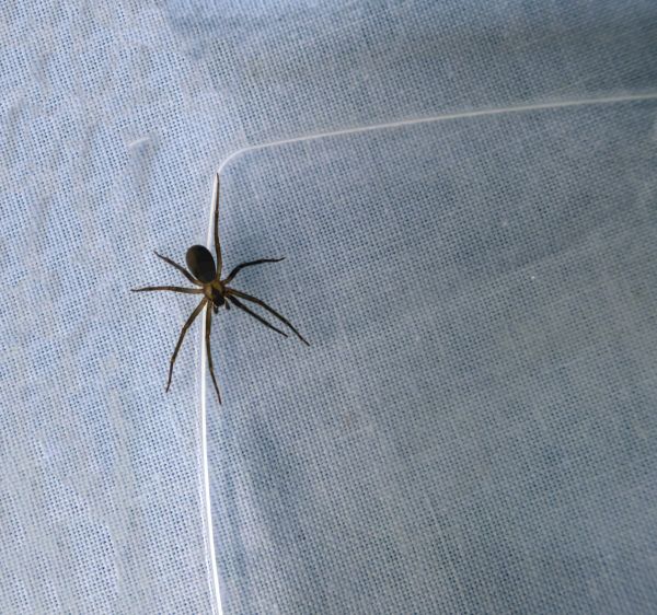 Brown Recluse Removal