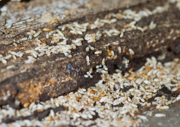Commercial Termite Removal