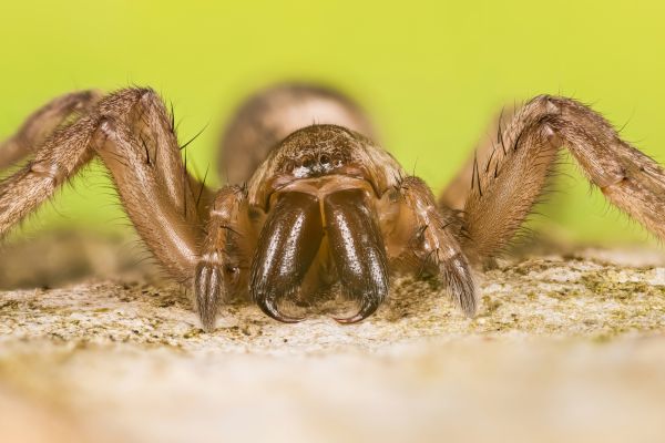 Mouse Spider Control