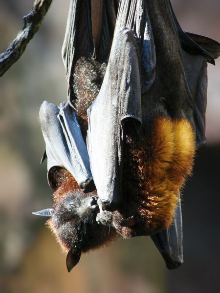 Bats Extermination