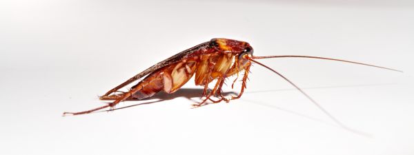 Roach Prevention