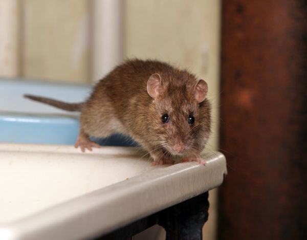 Mice Removal Service