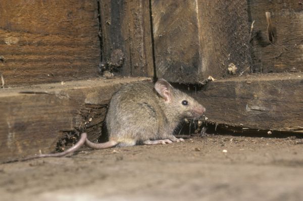 Mouse Extermination Service