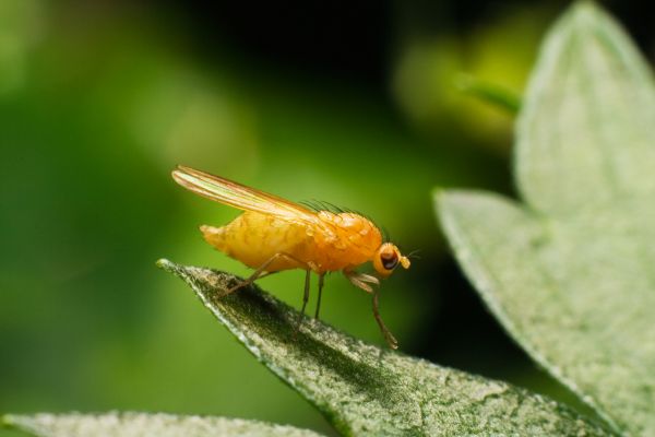 Fruit Fly Extermination
