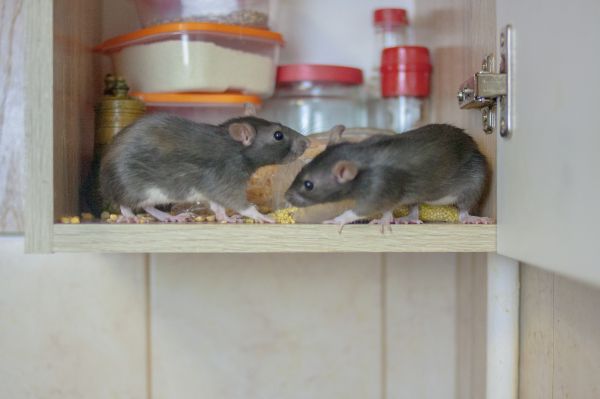 Mouse Prevention