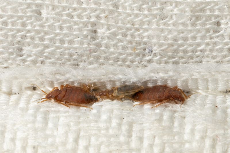 Carpet Beetle Removal