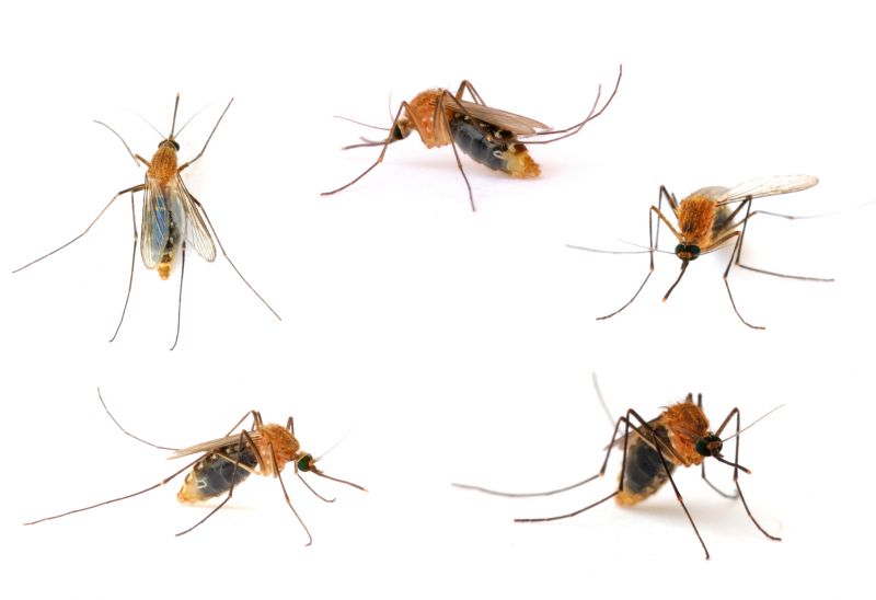 Fly And Mosquito Control Strategies