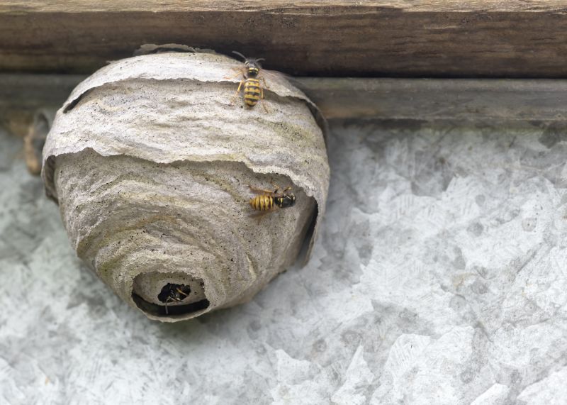 Hornets Nest Removal