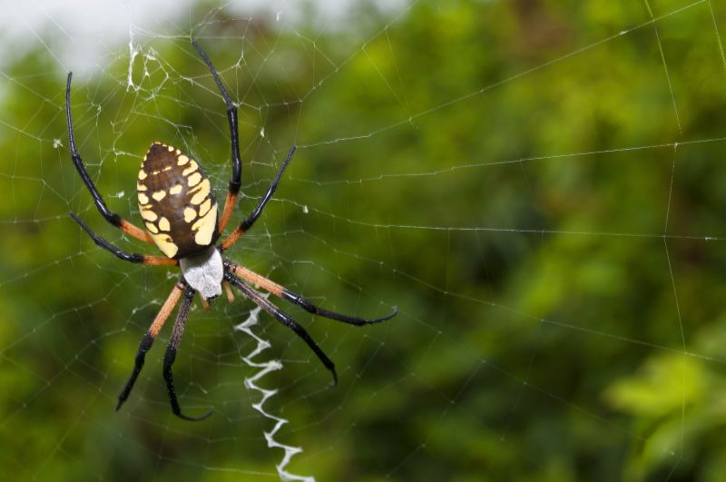 How Spiders Affect Commercial Properties