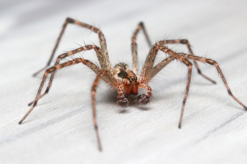 Huntsman Spider Removal