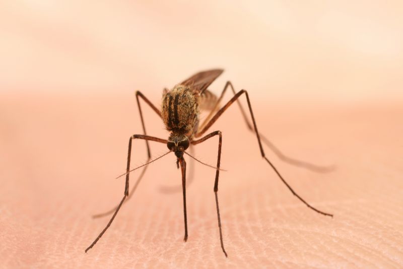 Signs You Need Fly Or Mosquito Control Services