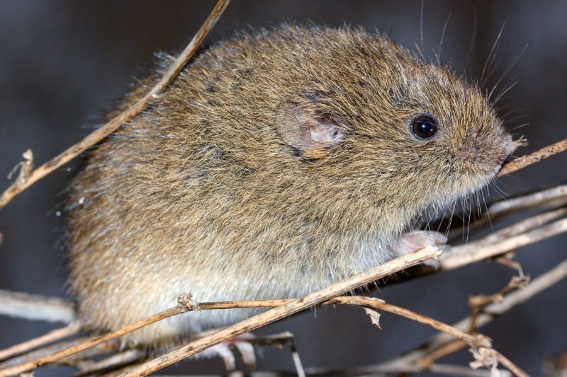 Voles Extermination