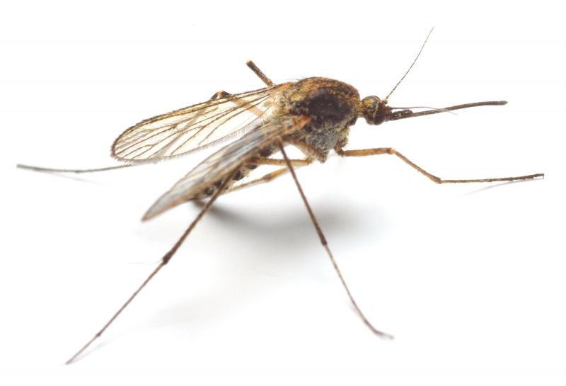 Why Spring Fly And Mosquito Pest Control Matters