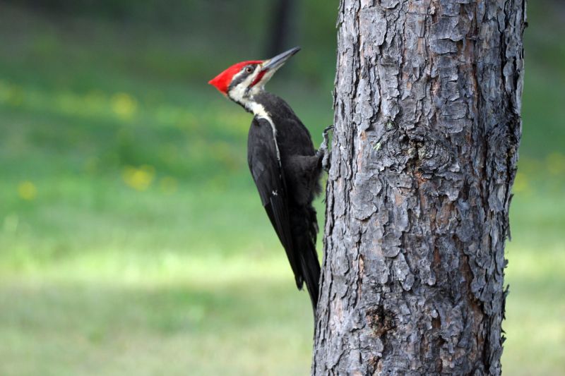 Woodpecker Removal Service